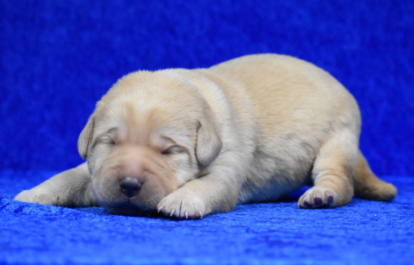 du Feeling de Nolister - Chiots disponibles - Labrador Retriever