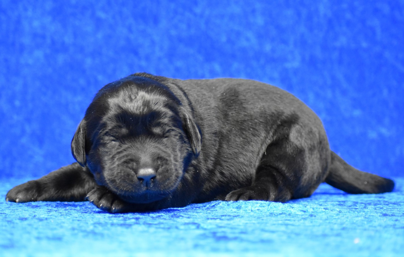 du Feeling de Nolister - Chiots disponibles - Labrador Retriever