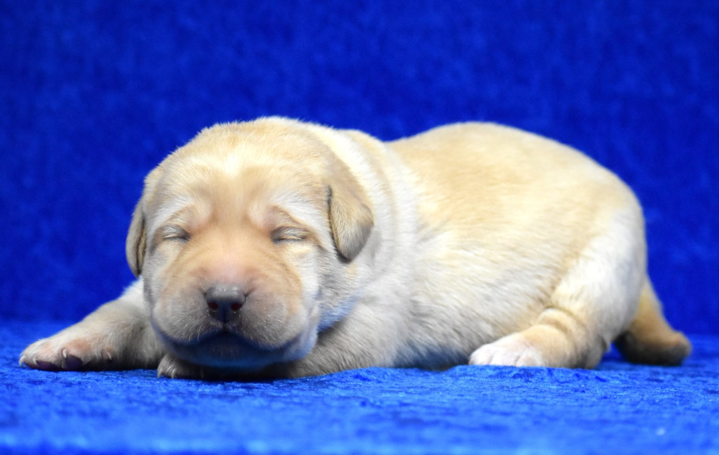 du Feeling de Nolister - Chiots disponibles - Labrador Retriever