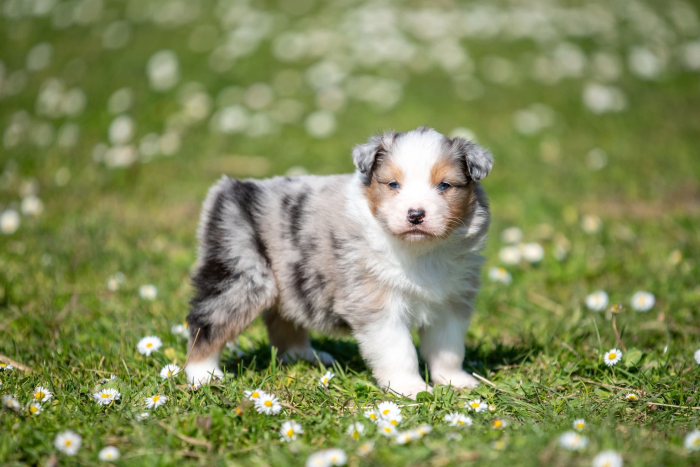 du Feeling de Nolister - Chiots disponibles - Berger Australien