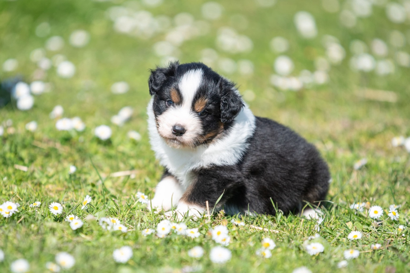 du Feeling de Nolister - Chiots disponibles - Berger Australien