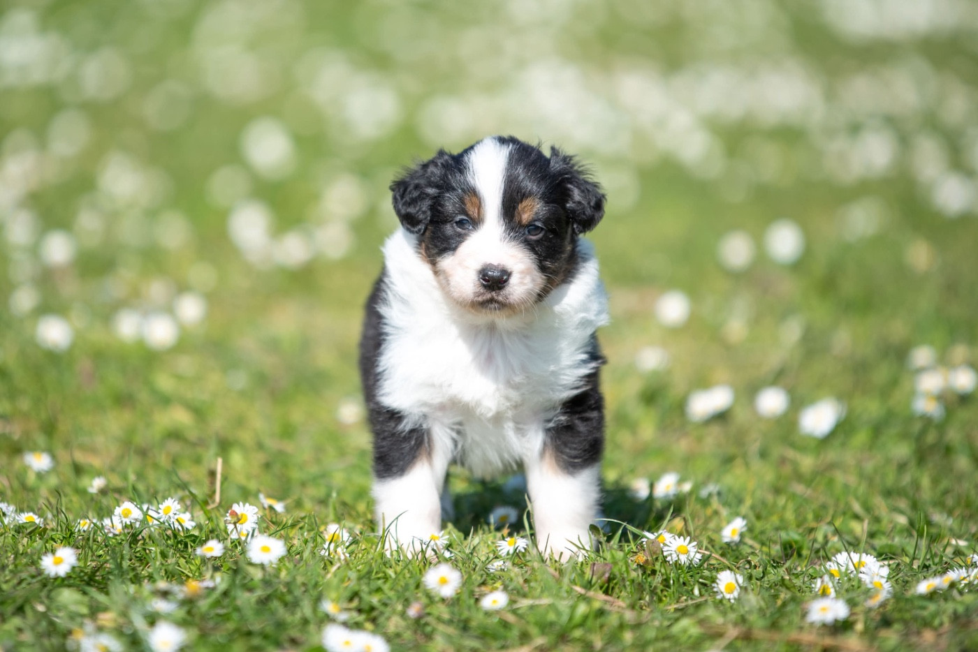 du Feeling de Nolister - Chiots disponibles - Berger Australien