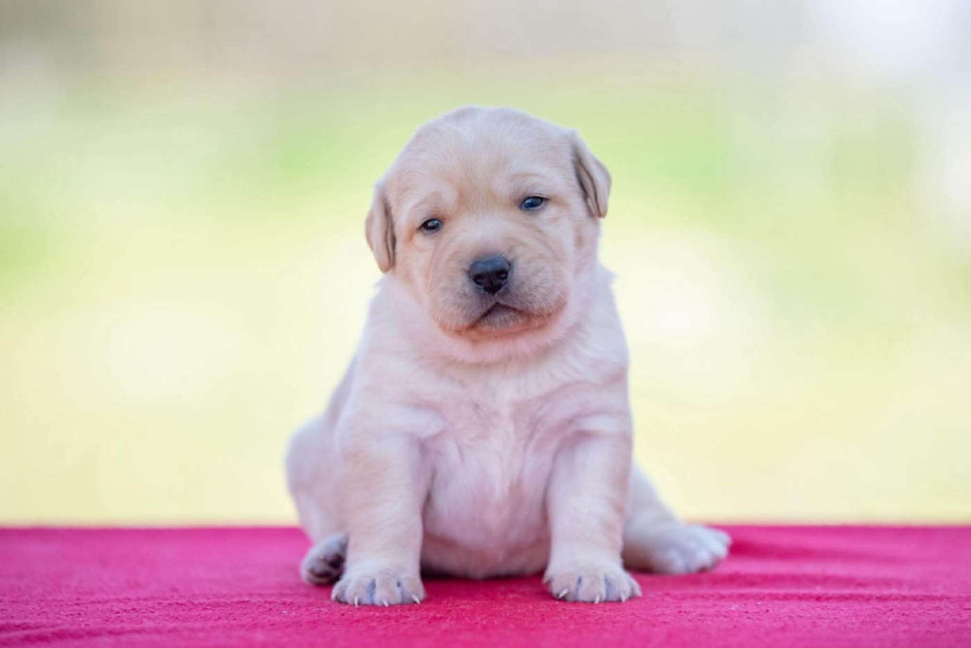 du Feeling de Nolister - Chiots disponibles - Labrador Retriever