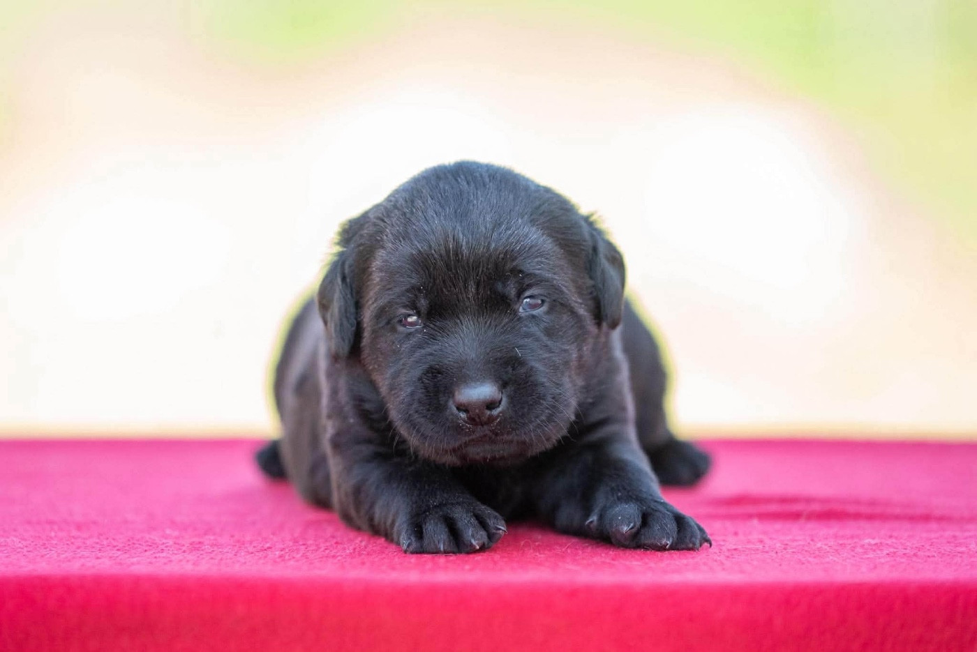 du Feeling de Nolister - Chiots disponibles - Labrador Retriever
