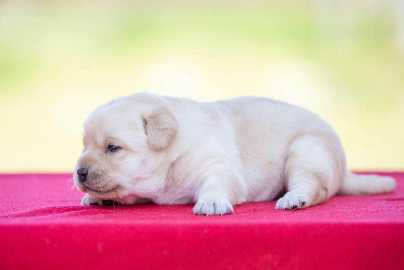 du Feeling de Nolister - Chiots disponibles - Labrador Retriever