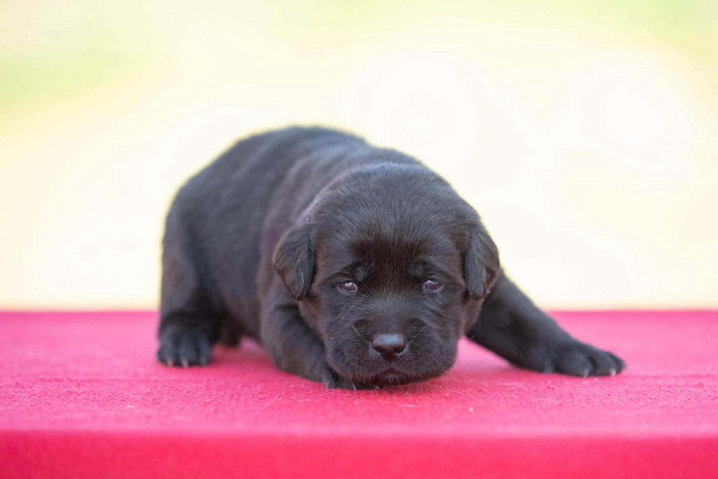 du Feeling de Nolister - Chiots disponibles - Labrador Retriever