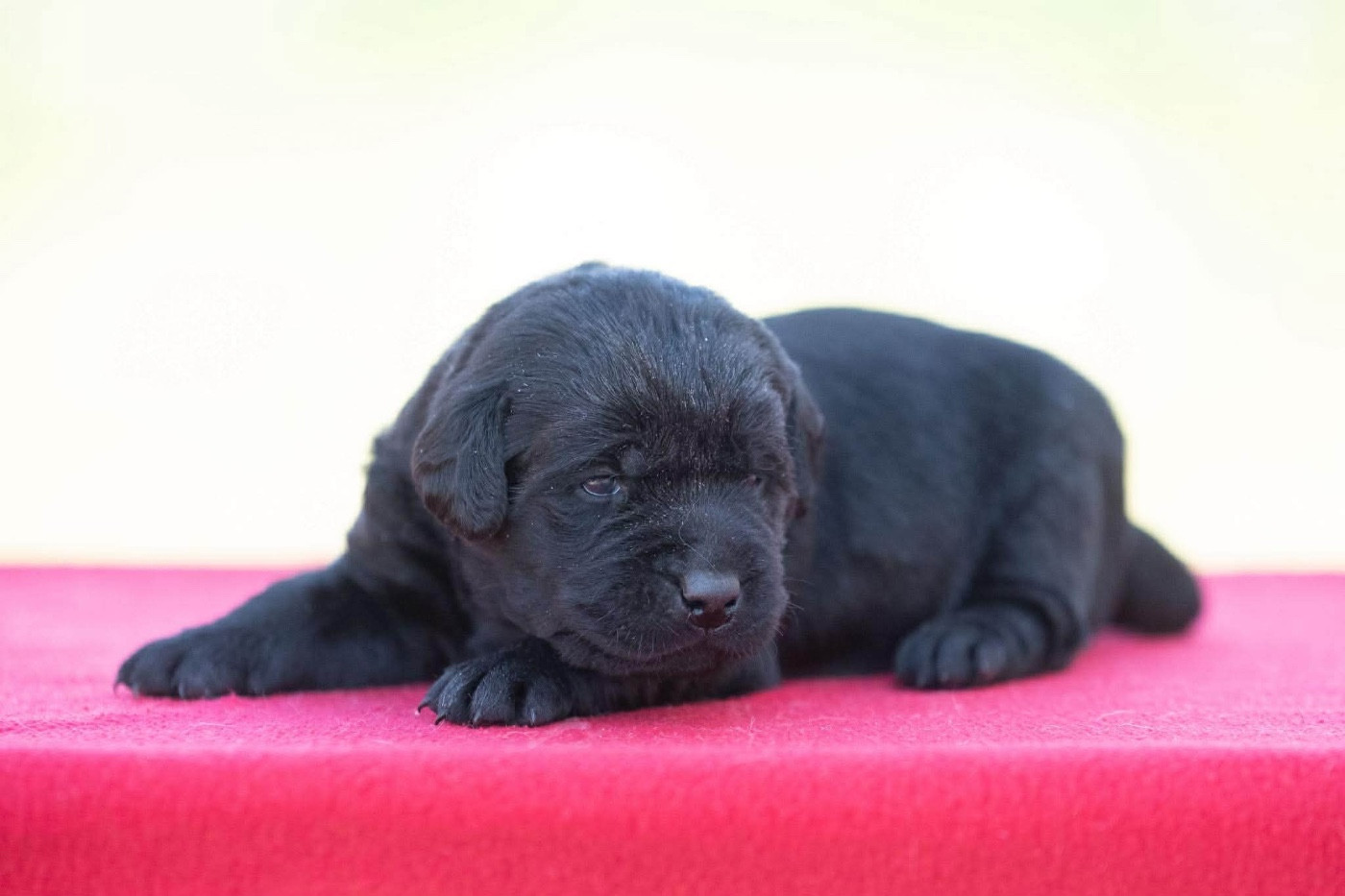 du Feeling de Nolister - Chiots disponibles - Labrador Retriever
