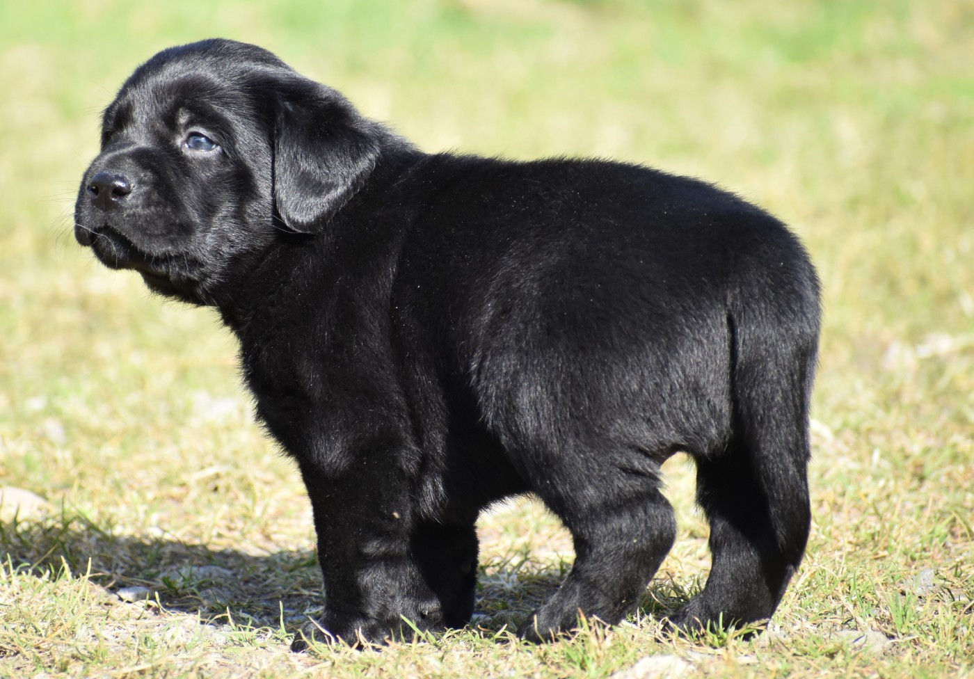 du Feeling de Nolister - Chiots disponibles - Labrador Retriever