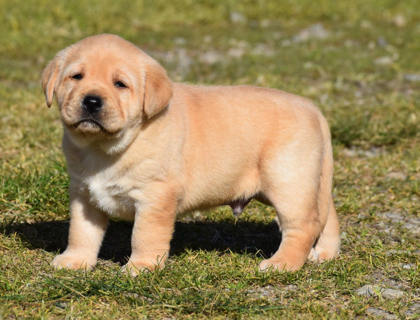 Chiot Labrador Retriever du Feeling de Nolister