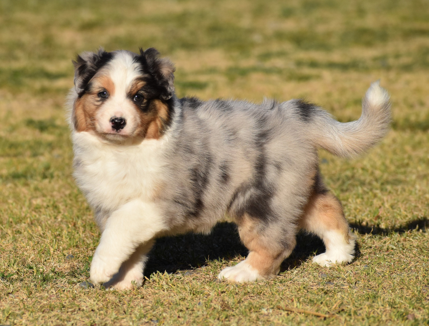 Chiot Berger Australien du Feeling de Nolister