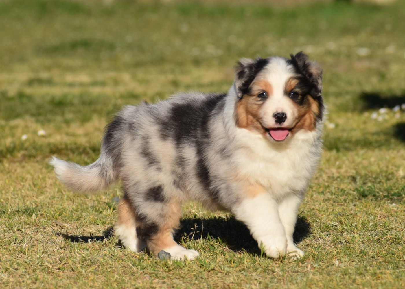 du Feeling de Nolister - Chiots disponibles - Berger Australien