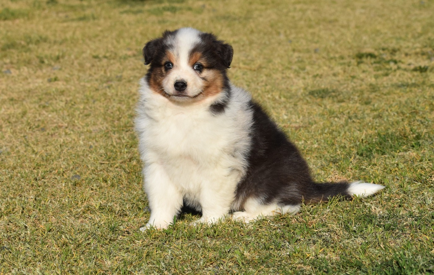 du Feeling de Nolister - Chiots disponibles - Berger Australien