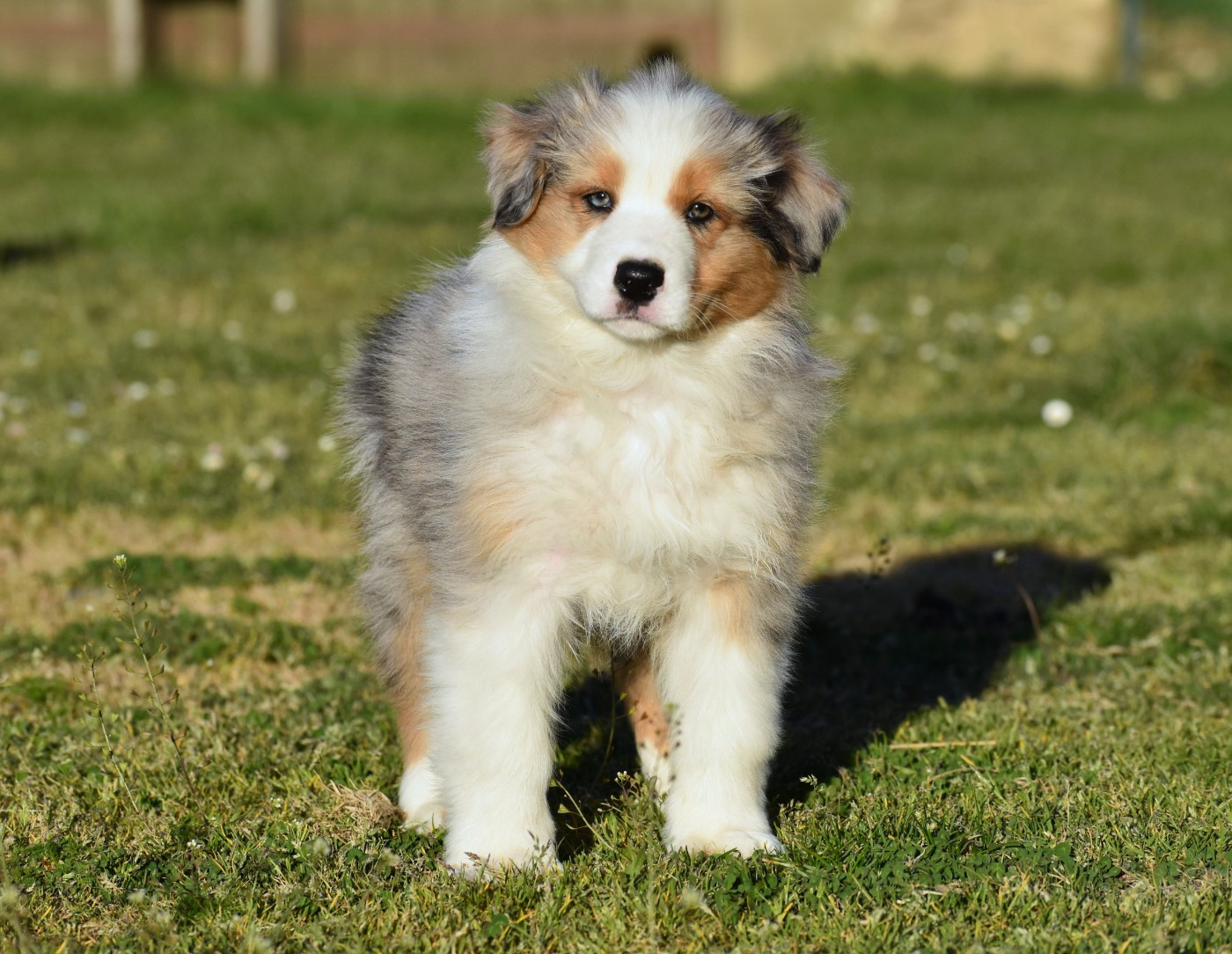 du Feeling de Nolister - Chiots disponibles - Berger Australien