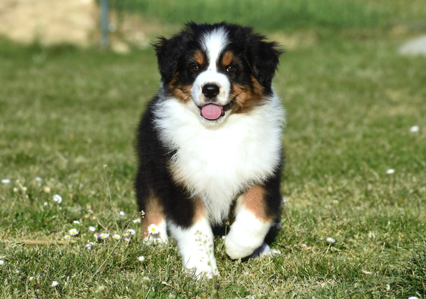 du Feeling de Nolister - Chiots disponibles - Berger Australien