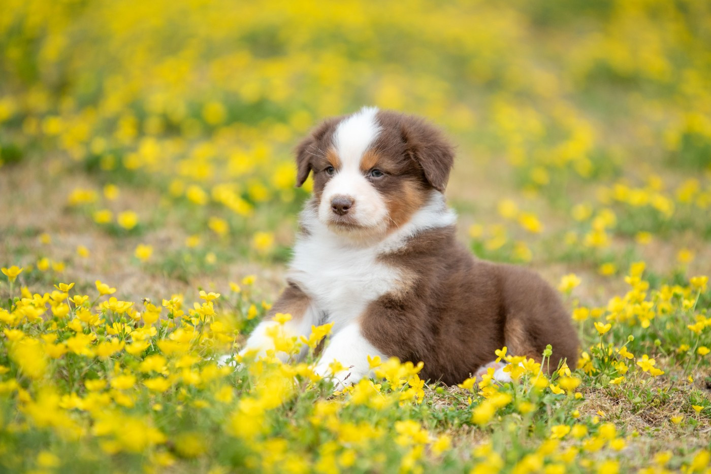 du Feeling de Nolister - Chiots disponibles - Berger Australien