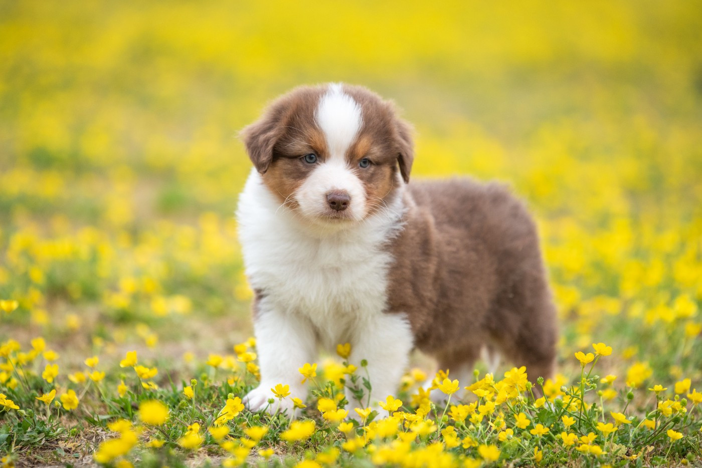 du Feeling de Nolister - Chiots disponibles - Berger Australien