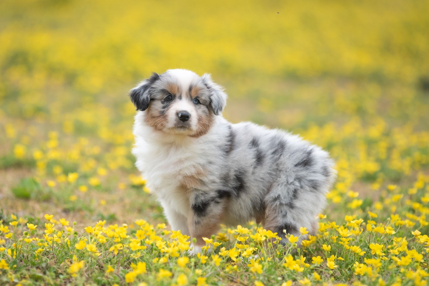 du Feeling de Nolister - Chiots disponibles - Berger Australien