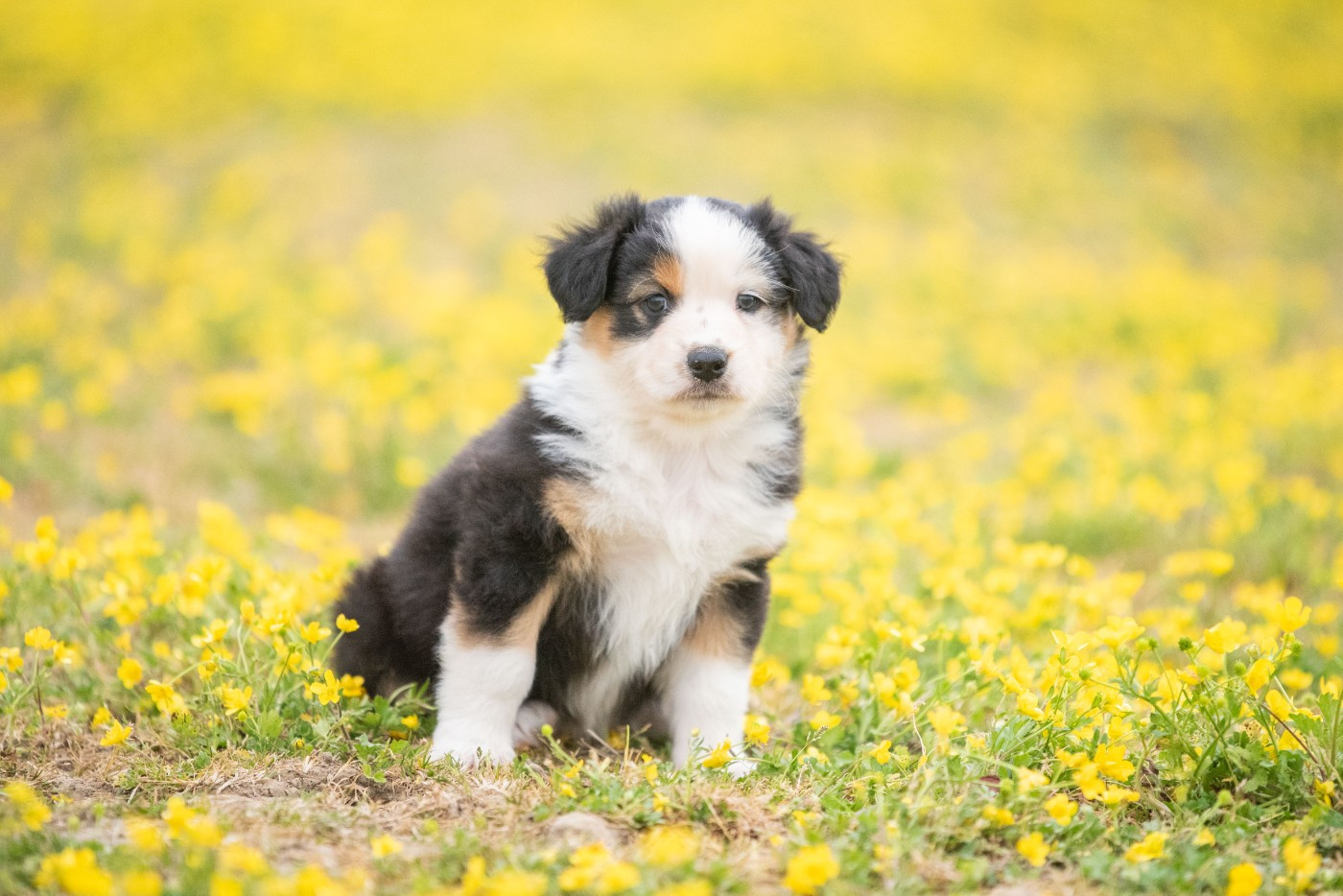 du Feeling de Nolister - Chiots disponibles - Berger Australien