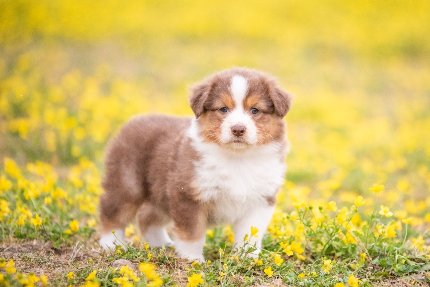 du Feeling de Nolister - Chiots disponibles - Berger Australien