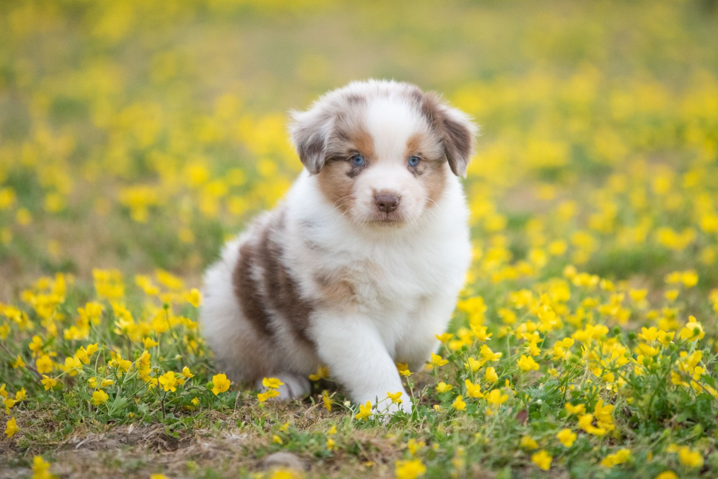 Chiot Berger Australien du Feeling de Nolister