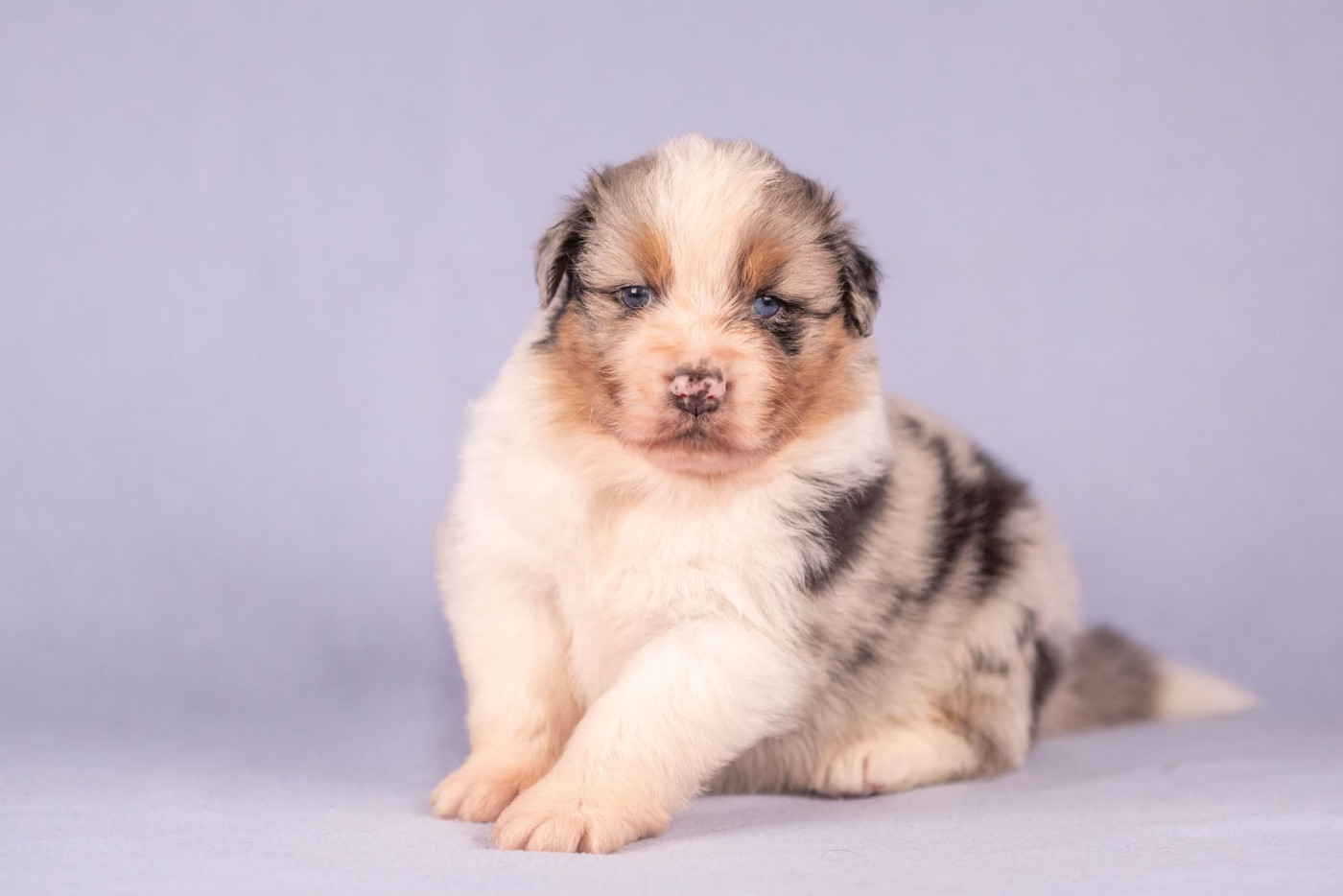 Chiot Berger Australien du Feeling de Nolister