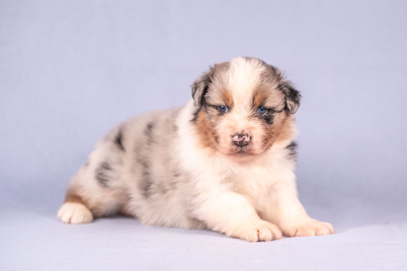 du Feeling de Nolister - Chiots disponibles - Berger Australien