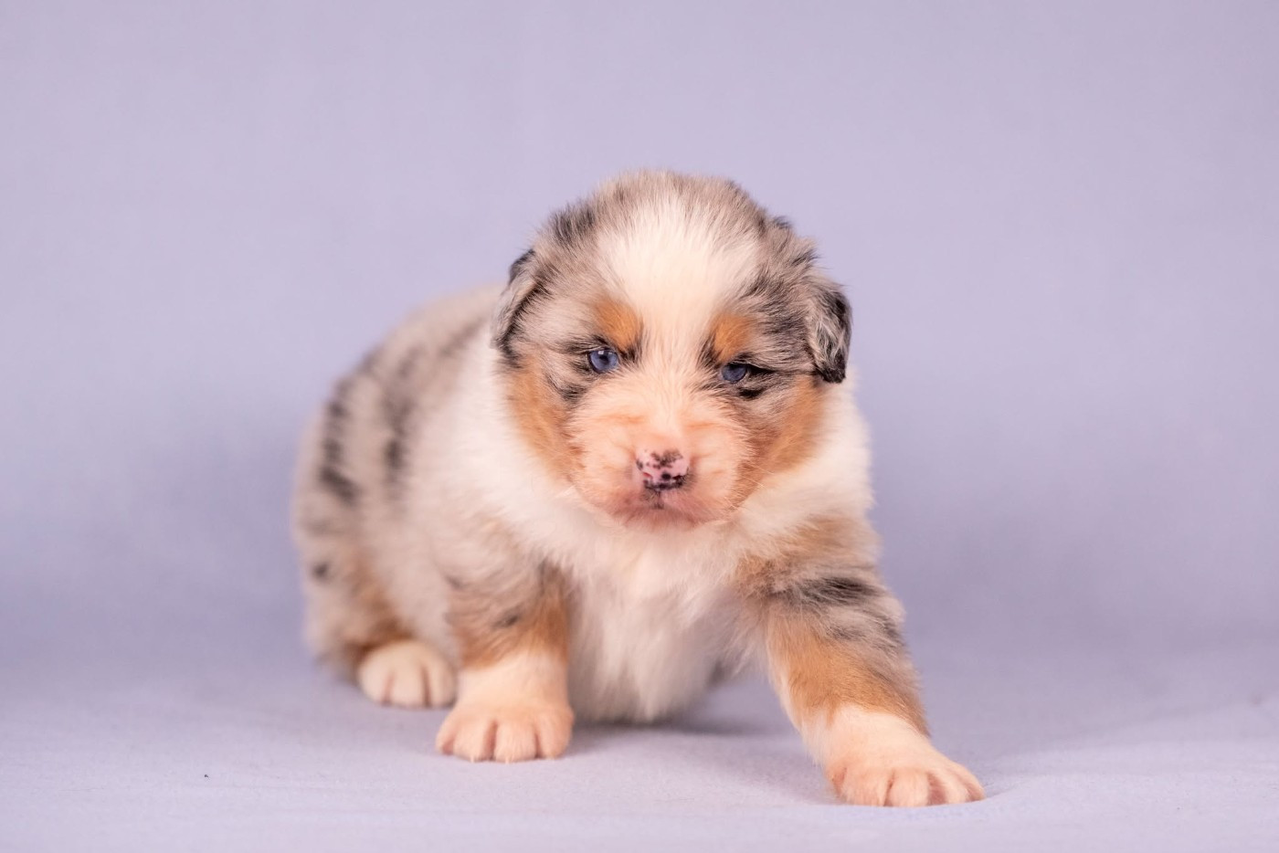 du Feeling de Nolister - Chiots disponibles - Berger Australien