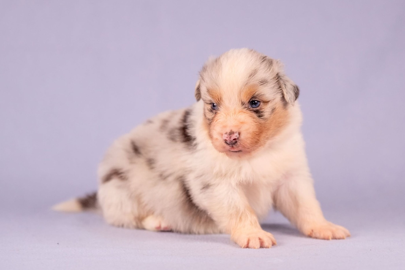 du Feeling de Nolister - Chiots disponibles - Berger Australien