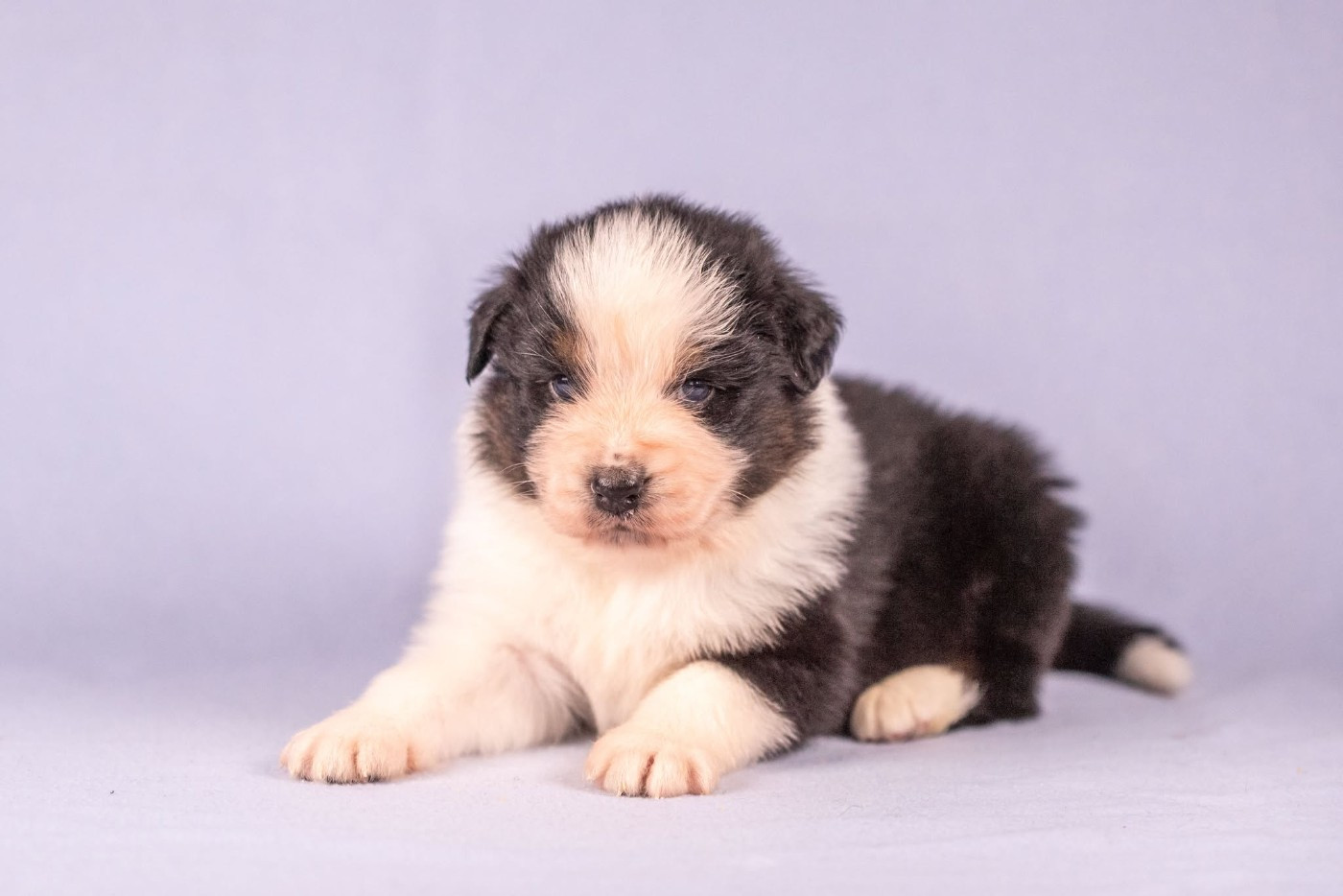 du Feeling de Nolister - Chiots disponibles - Berger Australien