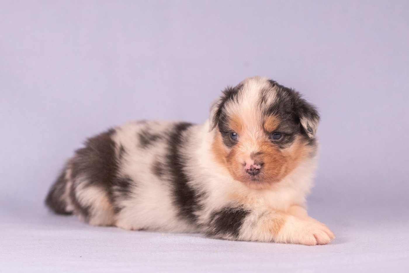 du Feeling de Nolister - Chiots disponibles - Berger Australien