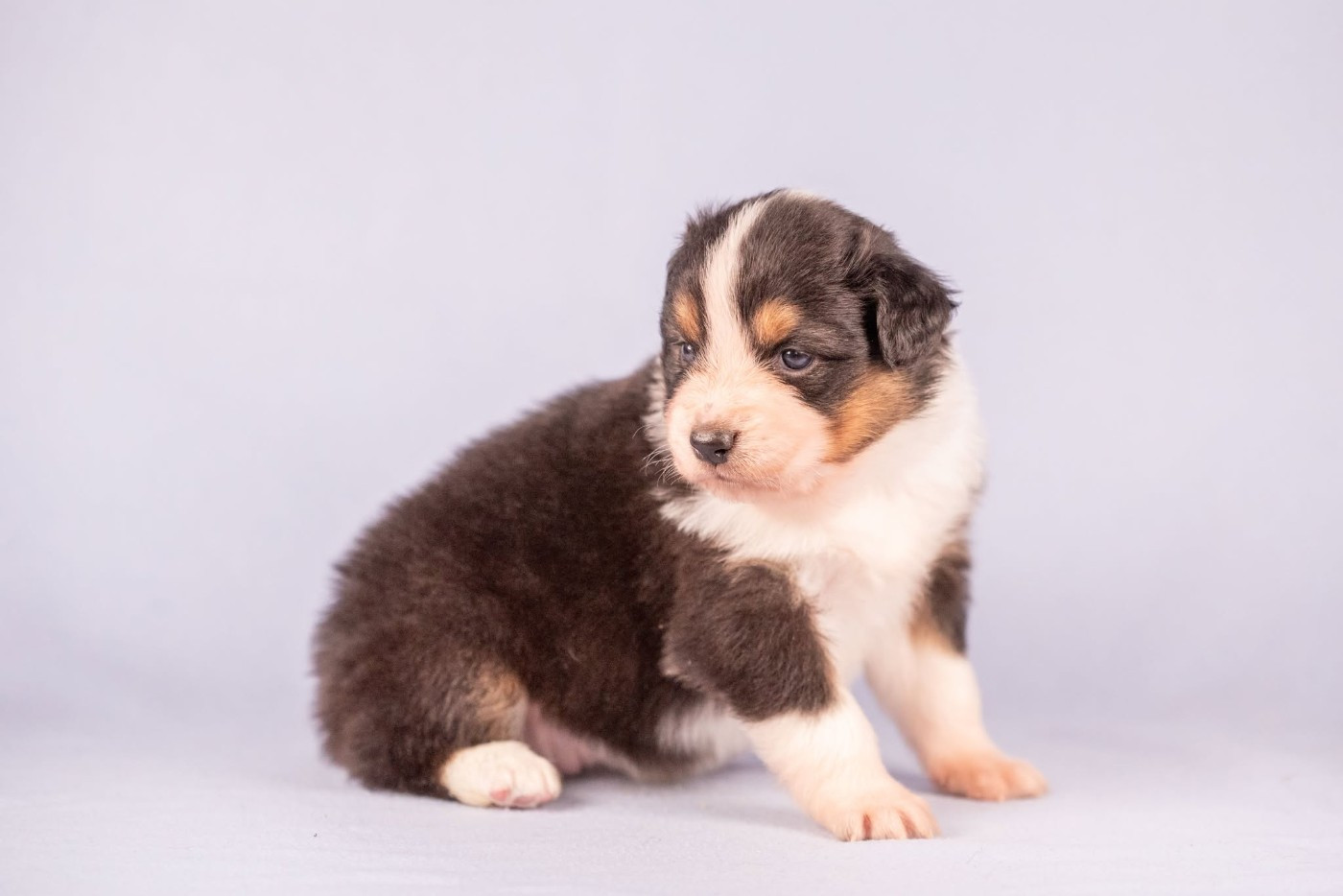 du Feeling de Nolister - Chiots disponibles - Berger Australien