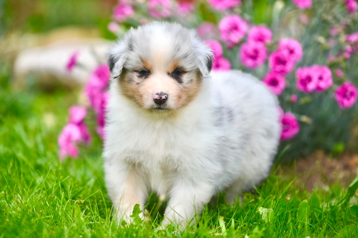 du Feeling de Nolister - Chiots disponibles - Berger Australien