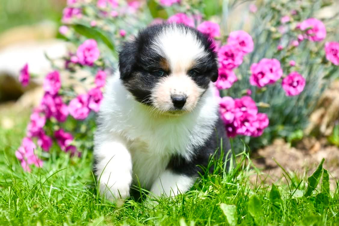 du Feeling de Nolister - Chiots disponibles - Berger Australien
