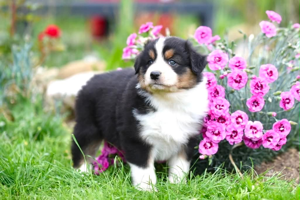 du Feeling de Nolister - Chiots disponibles - Berger Australien
