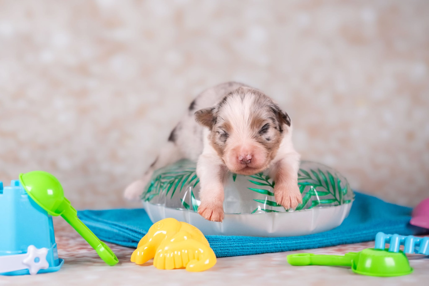 Chiot Berger Australien du Feeling de Nolister