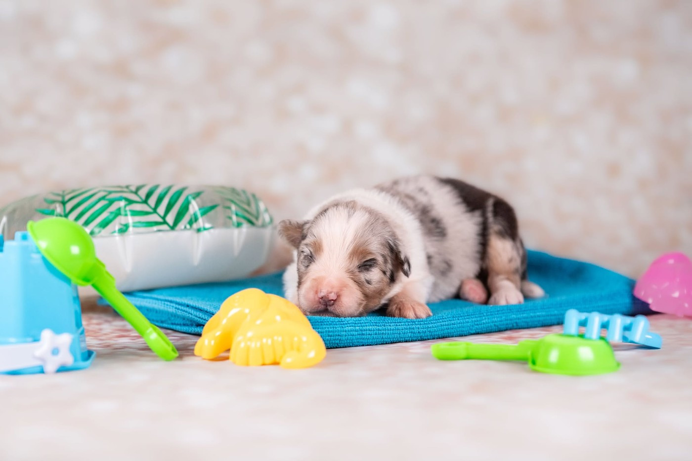 du Feeling de Nolister - Chiots disponibles - Berger Australien