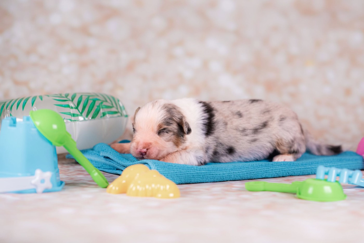 du Feeling de Nolister - Chiots disponibles - Berger Australien
