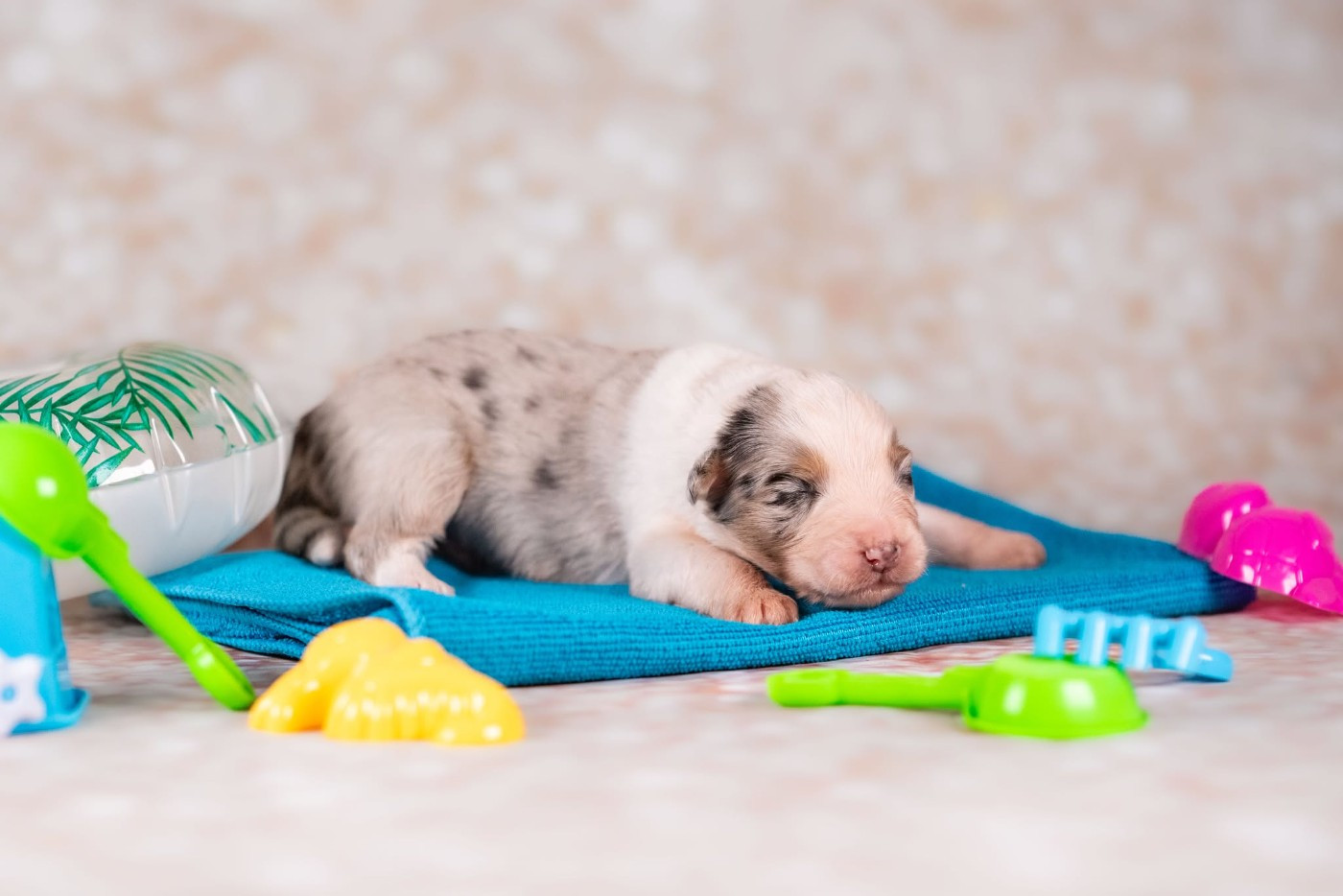 du Feeling de Nolister - Chiots disponibles - Berger Australien