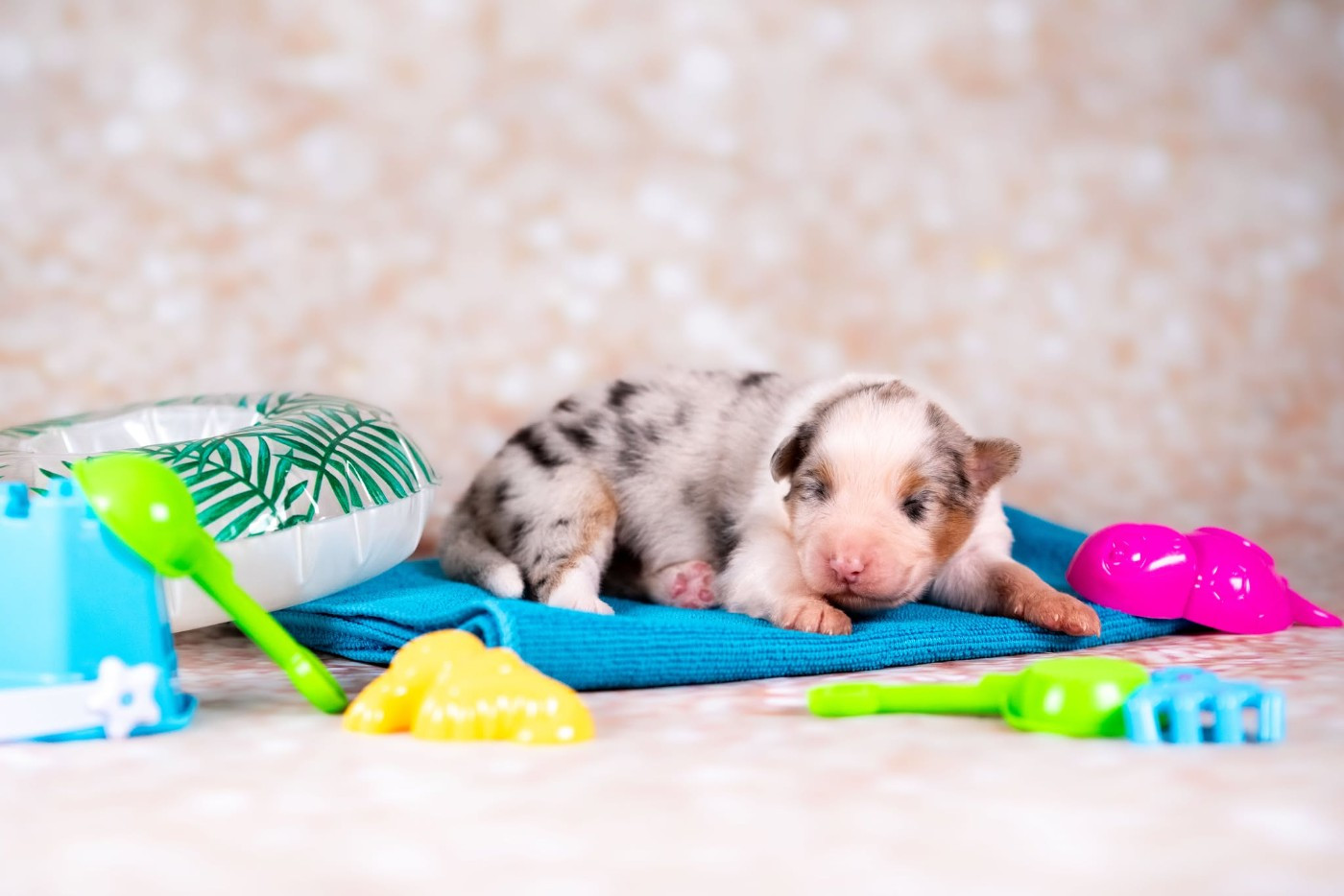 du Feeling de Nolister - Chiots disponibles - Berger Australien
