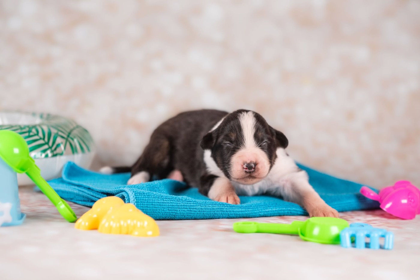 du Feeling de Nolister - Chiots disponibles - Berger Australien