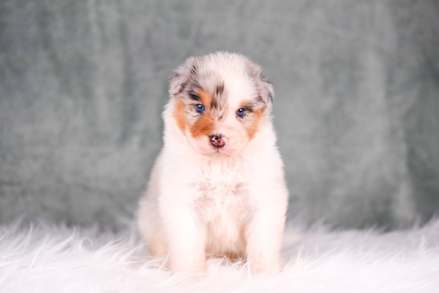 du Feeling de Nolister - Chiots disponibles - Berger Australien
