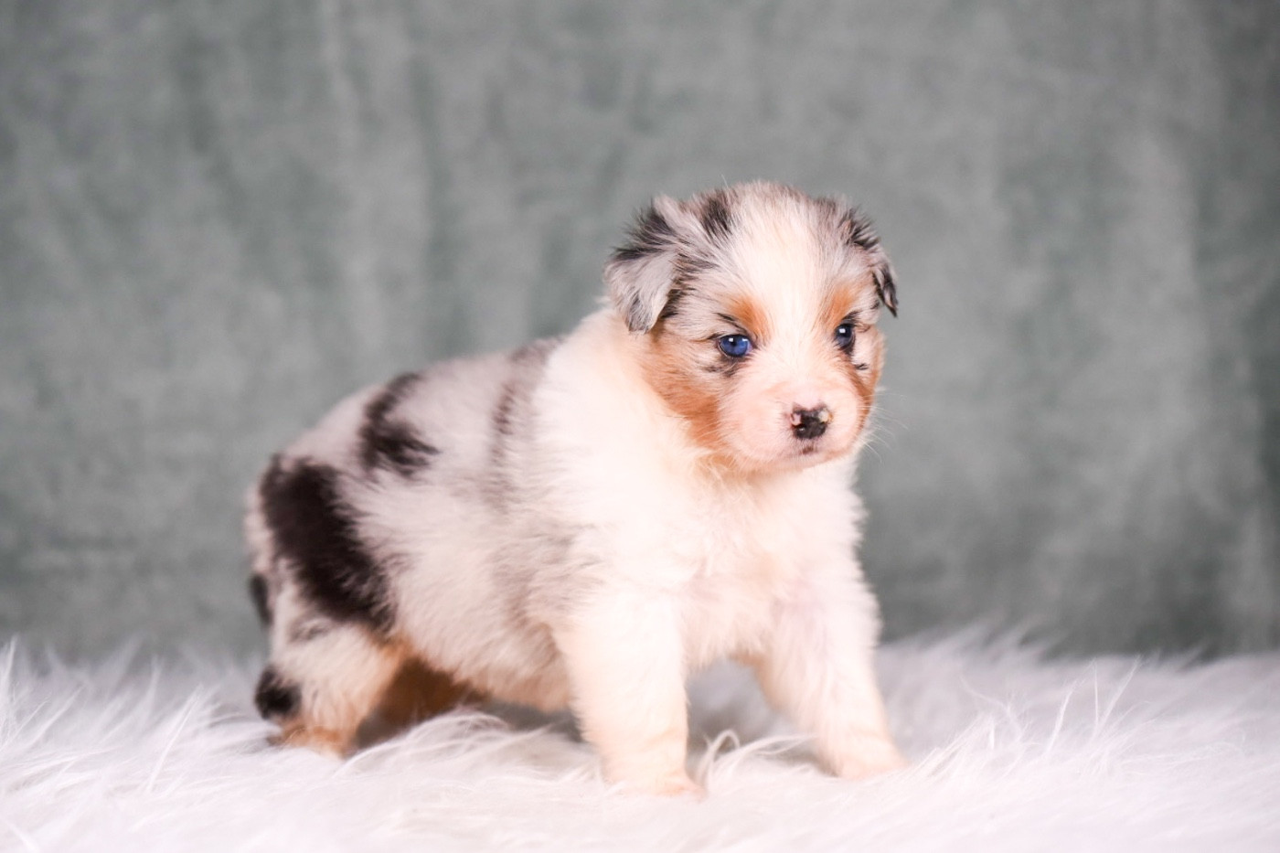 du Feeling de Nolister - Chiots disponibles - Berger Australien
