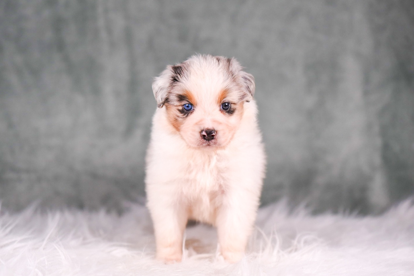 du Feeling de Nolister - Chiots disponibles - Berger Australien