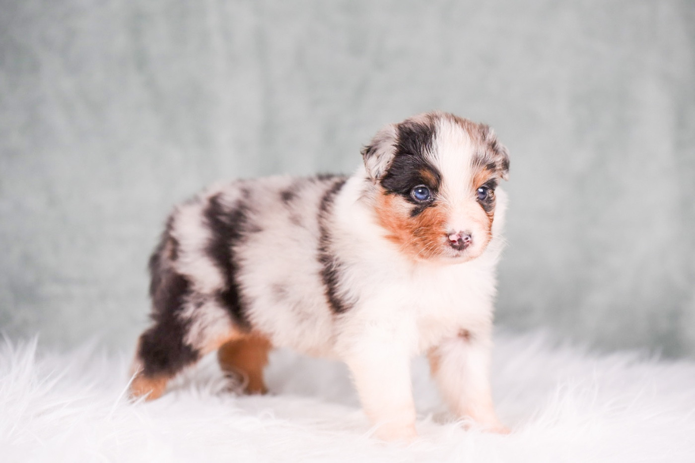 du Feeling de Nolister - Chiots disponibles - Berger Australien