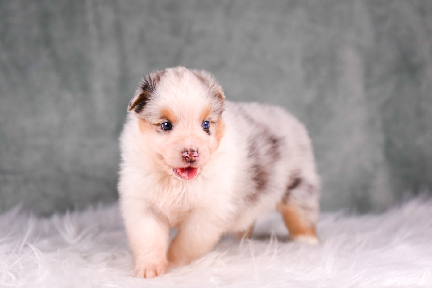 du Feeling de Nolister - Chiots disponibles - Berger Australien