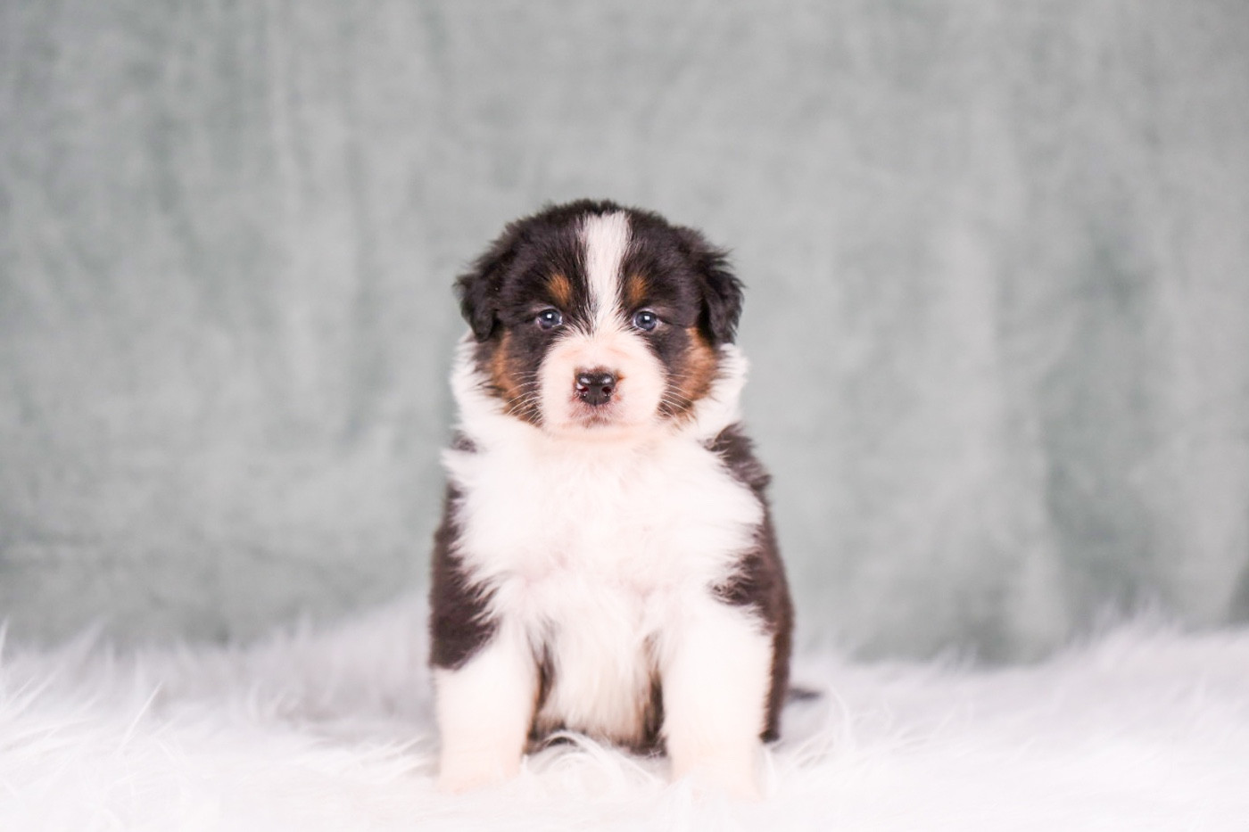 du Feeling de Nolister - Chiots disponibles - Berger Australien