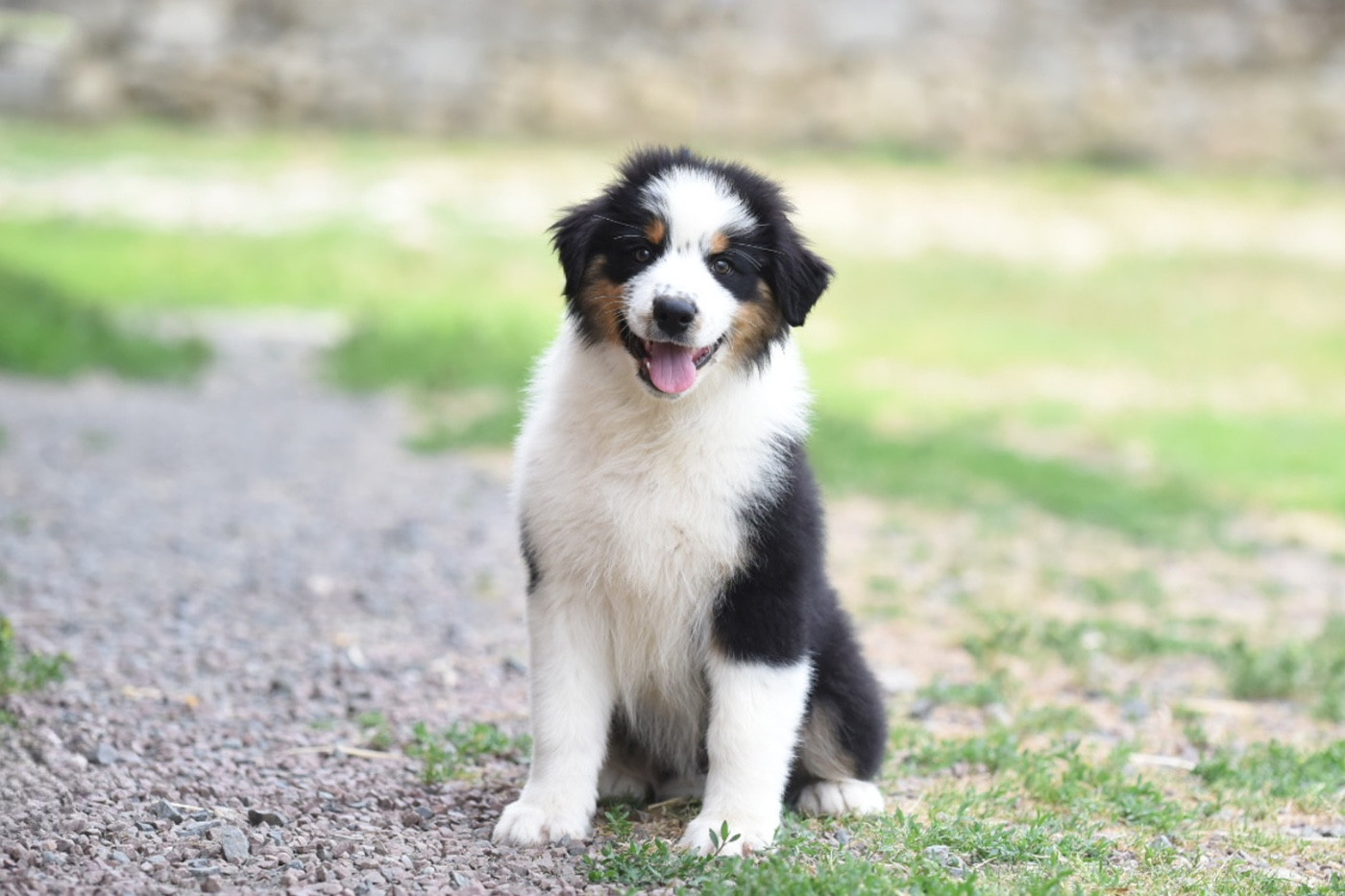 du Feeling de Nolister - Chiots disponibles - Berger Australien