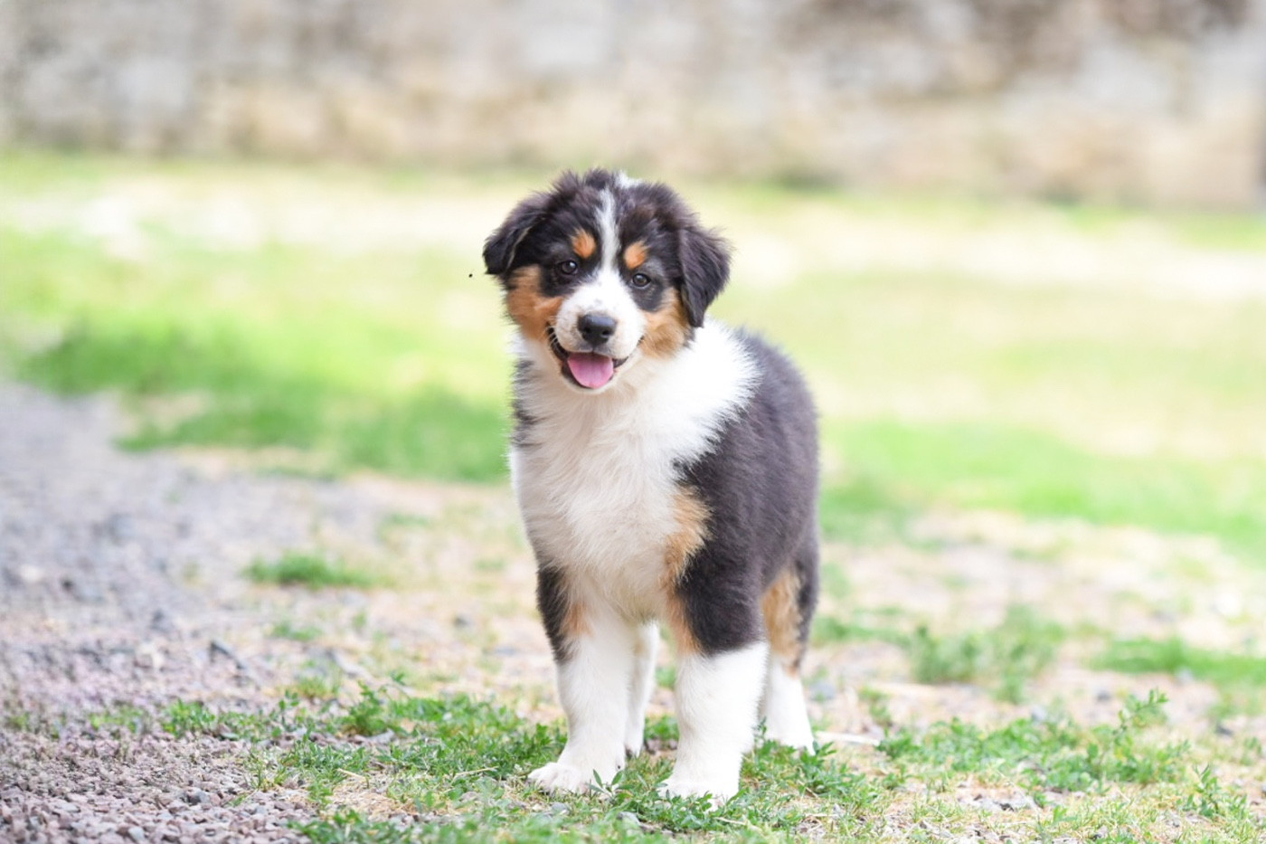 du Feeling de Nolister - Chiots disponibles - Berger Australien
