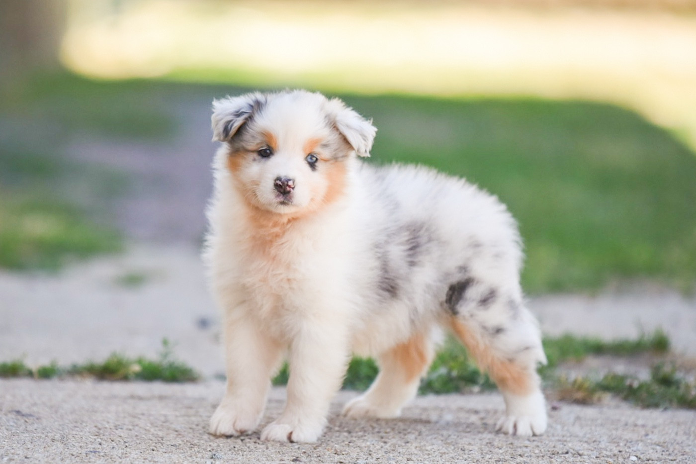 du Feeling de Nolister - Chiots disponibles - Berger Australien