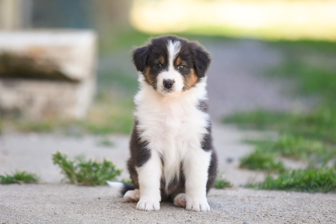 du Feeling de Nolister - Chiots disponibles - Berger Australien